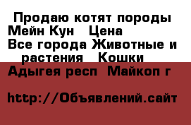 Продаю котят породы Мейн Кун › Цена ­ 12 000 - Все города Животные и растения » Кошки   . Адыгея респ.,Майкоп г.